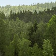 evergreen small